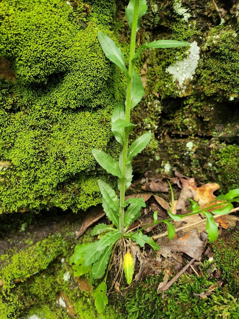 Georgia Rockcress photo 4