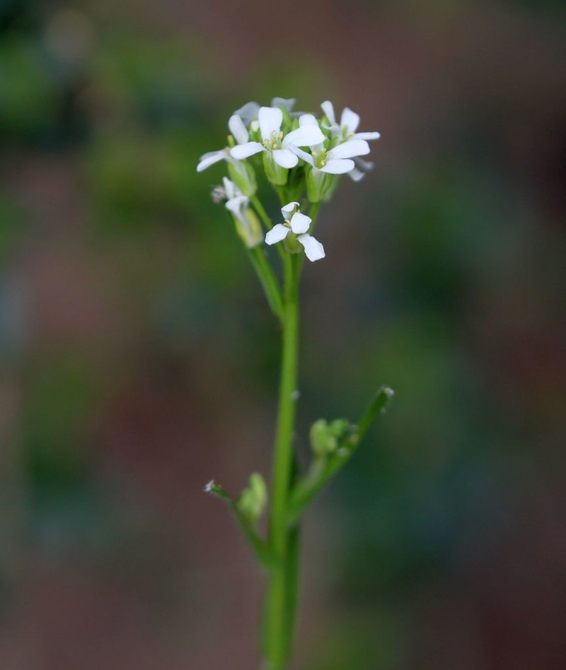 Georgia Rockcress photo 6