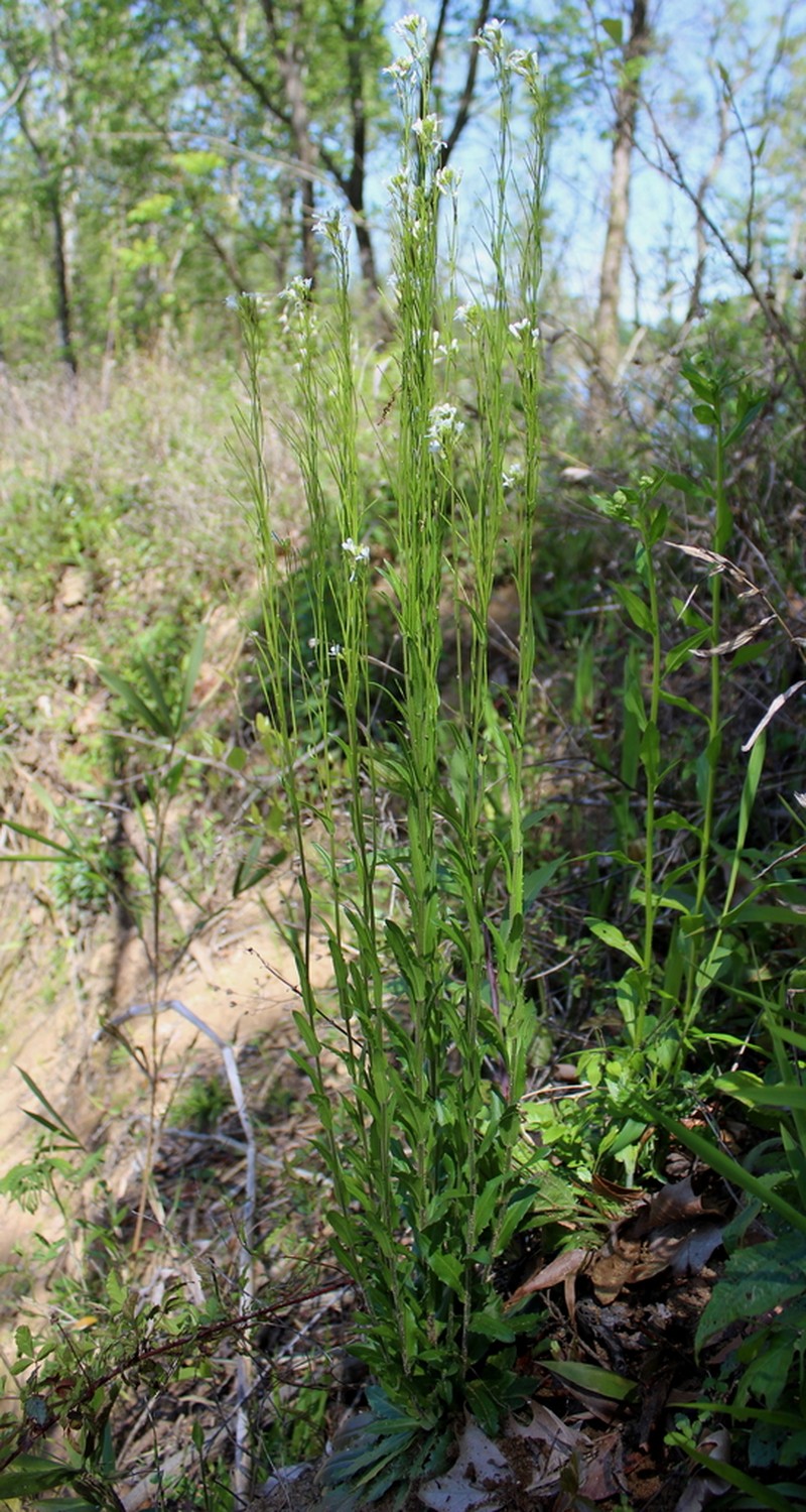 Georgia Rockcress photo 7