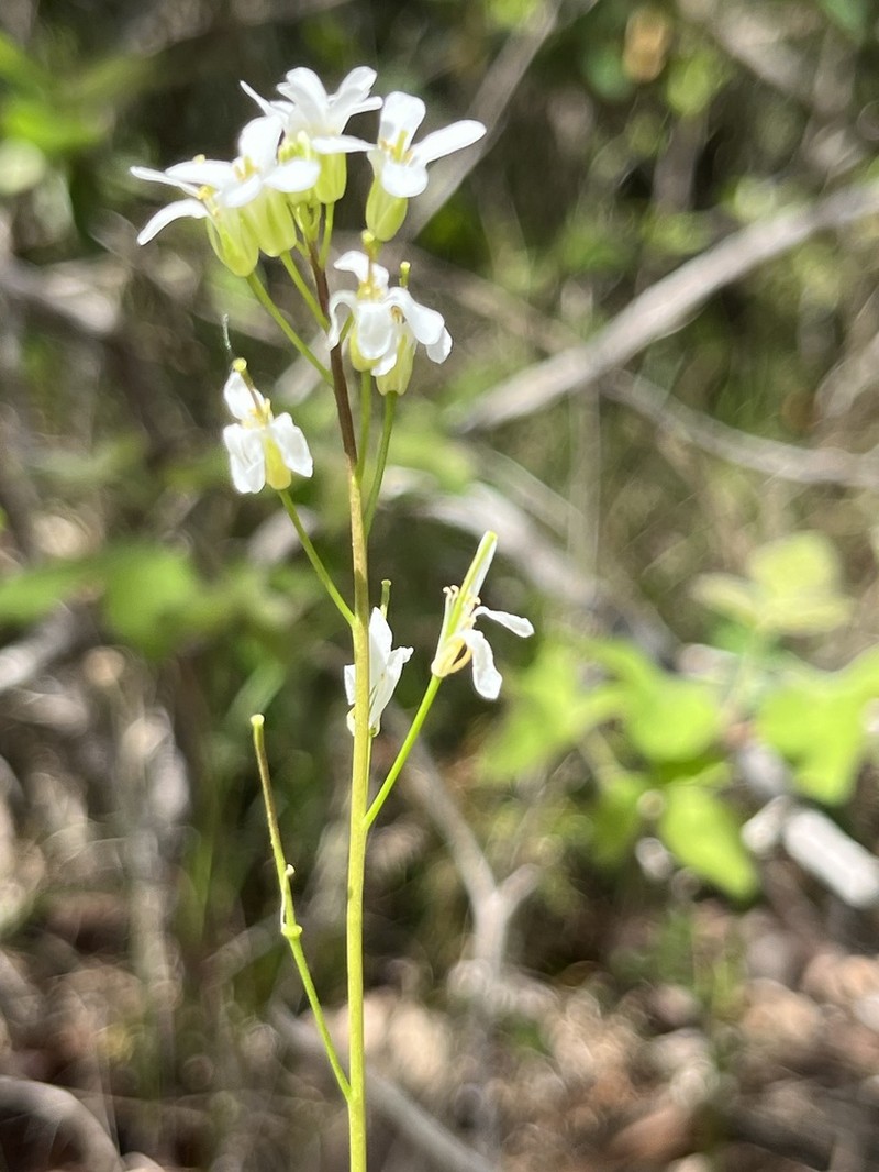 Georgia Rockcress photo 8