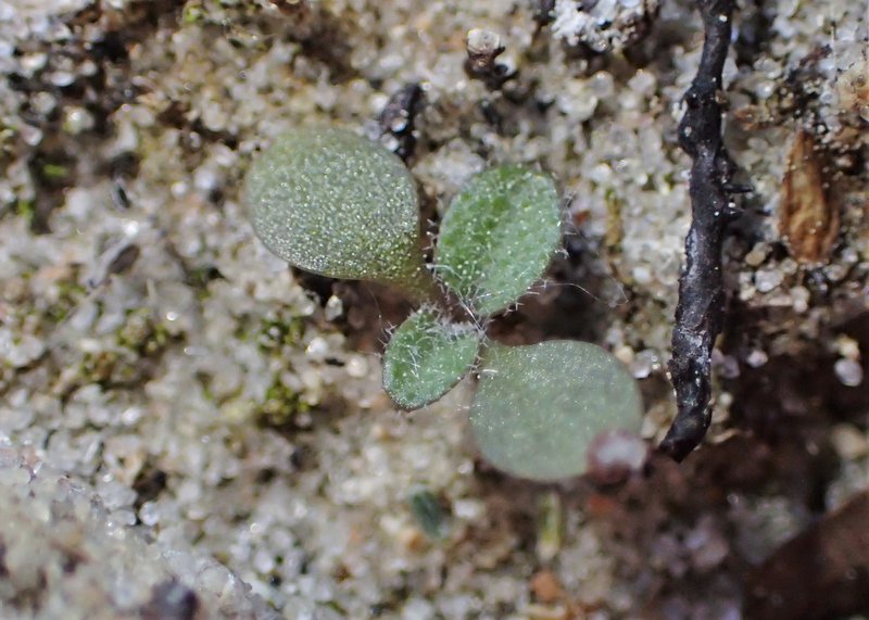 Tower Rockcress photo 2