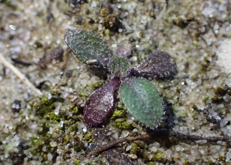 Tower Rockcress photo 4