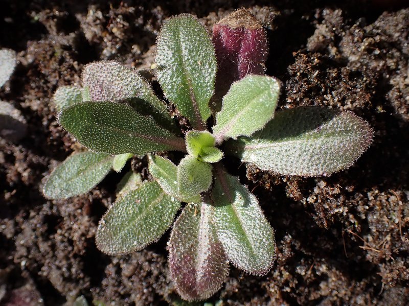 Tower Rockcress photo 5