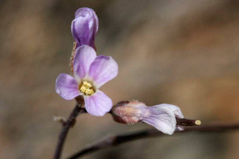 Gunnison's Rockcress