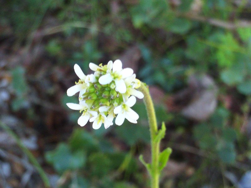 hairy rockcress photo 2