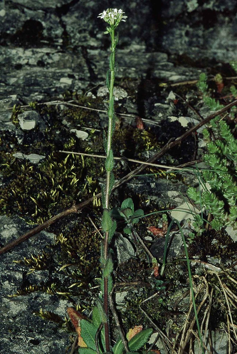 hairy rockcress photo 3
