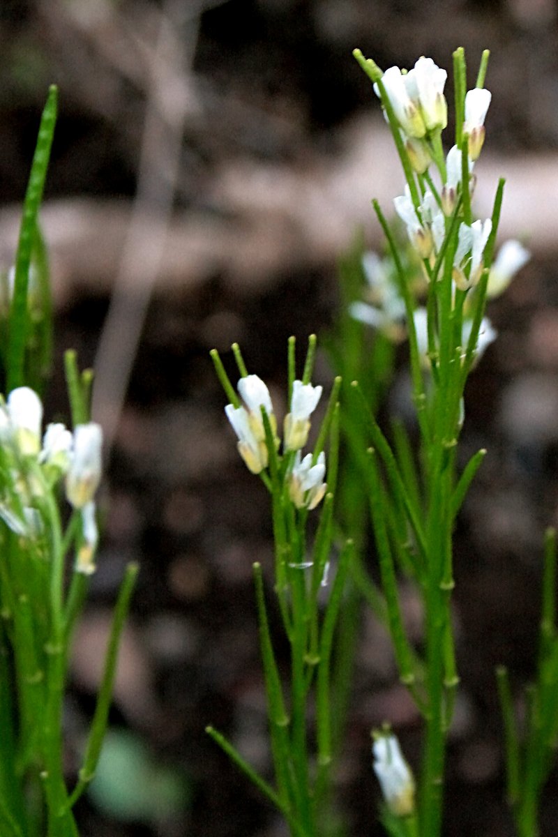 hairy rockcress photo 6