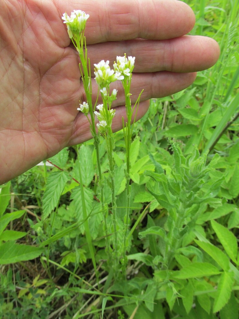 hairy rockcress photo 7