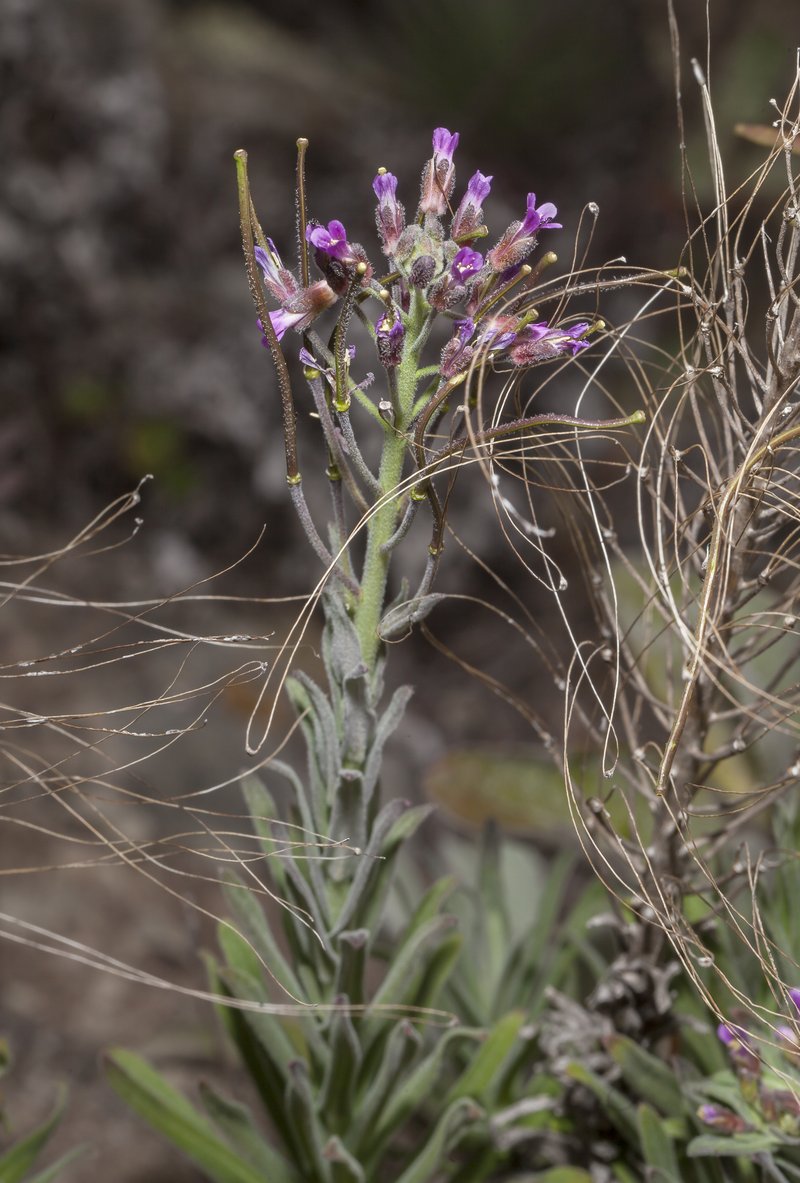 Hoffmann's Rockcress