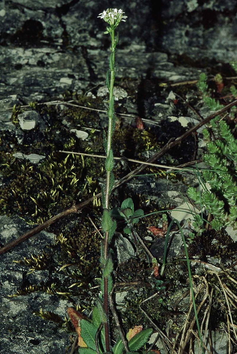 Arabis hornungiana photo 4