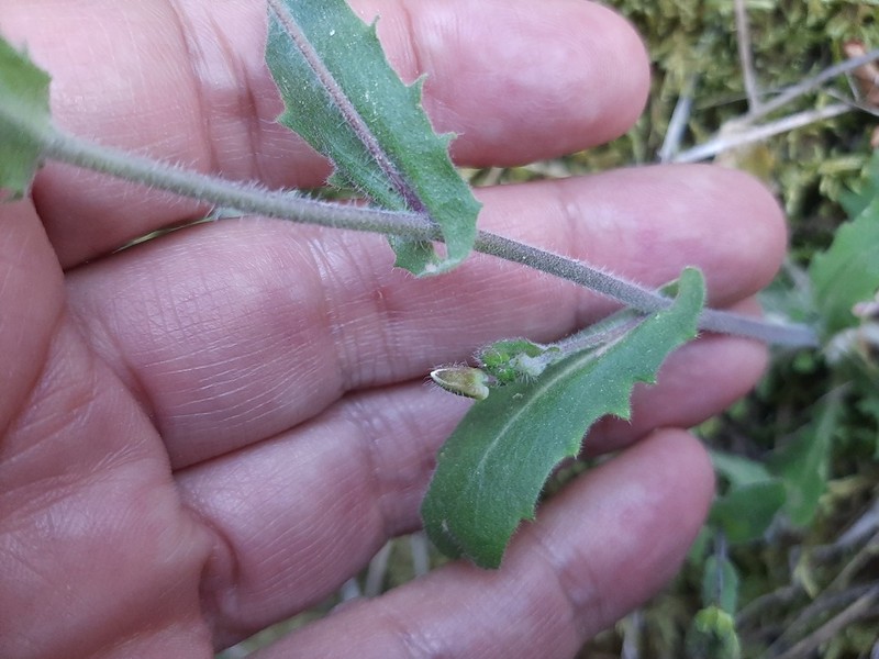 Arabis ionocalyx