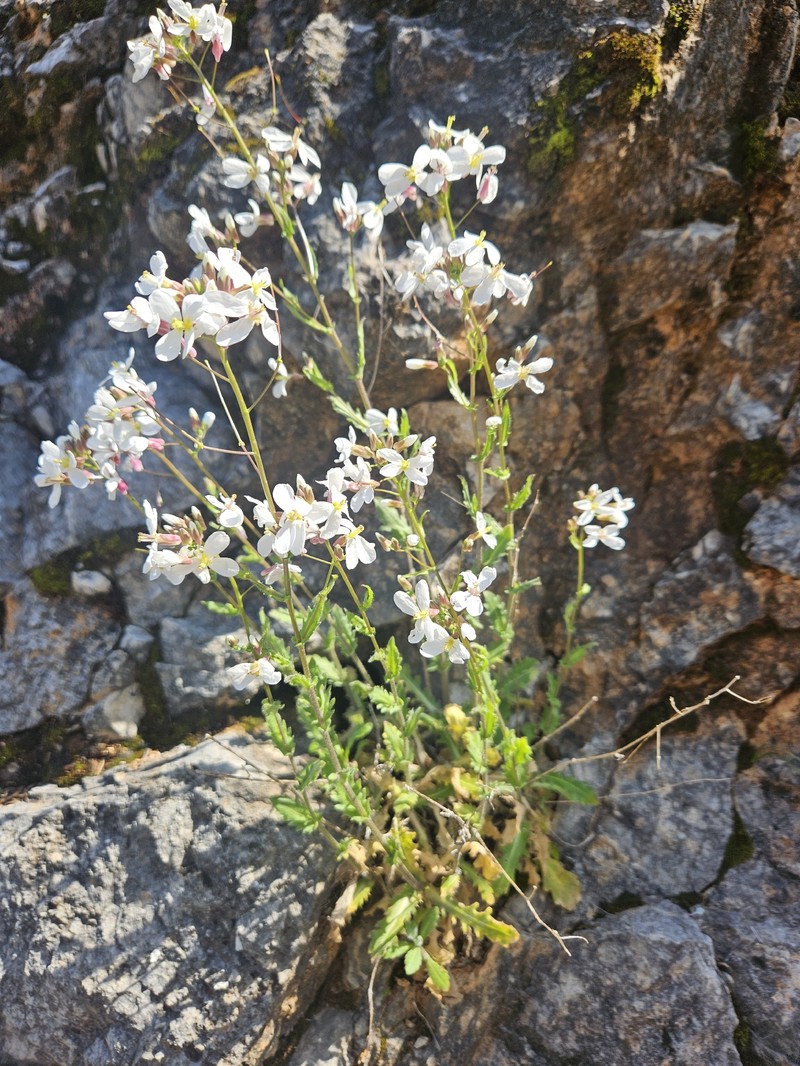 Arabis ionocalyx photo 4