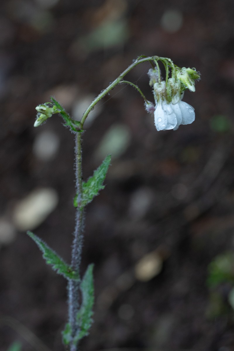 Arabis ionocalyx photo 5