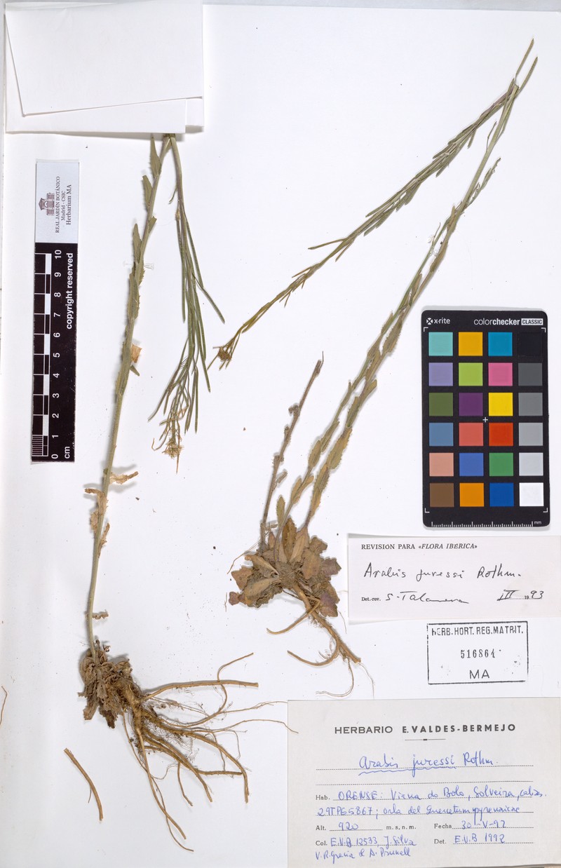 Arabis juressi photo 2