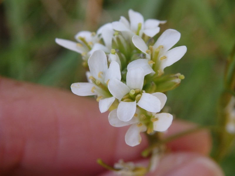 Arabis juressi
