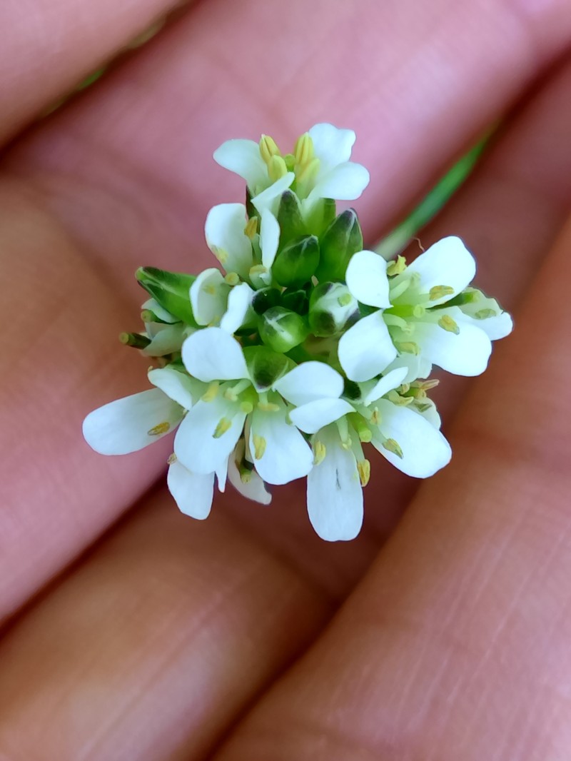 Arabis juressi photo 4