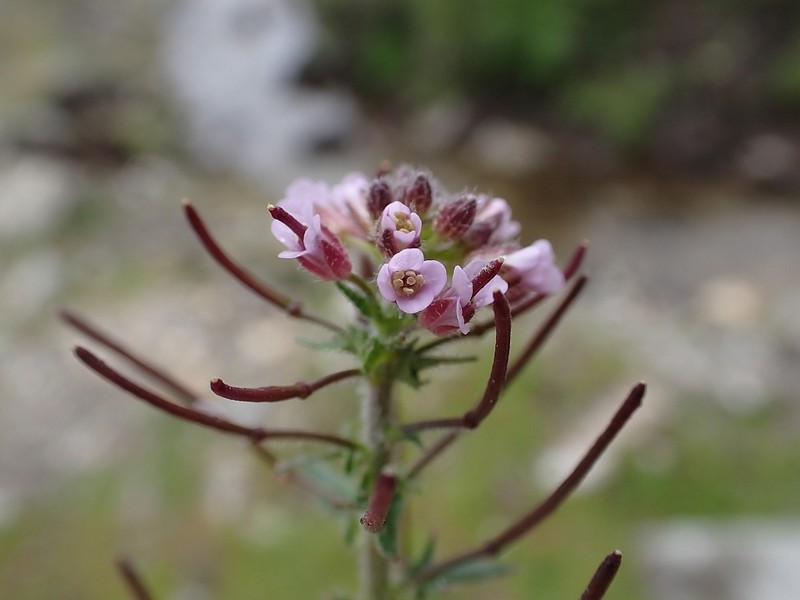 Arabis kashmiriaca