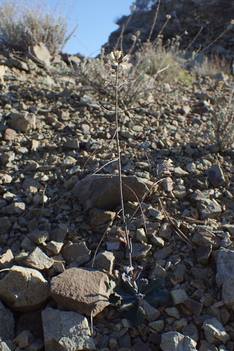 Arabis kennedyae