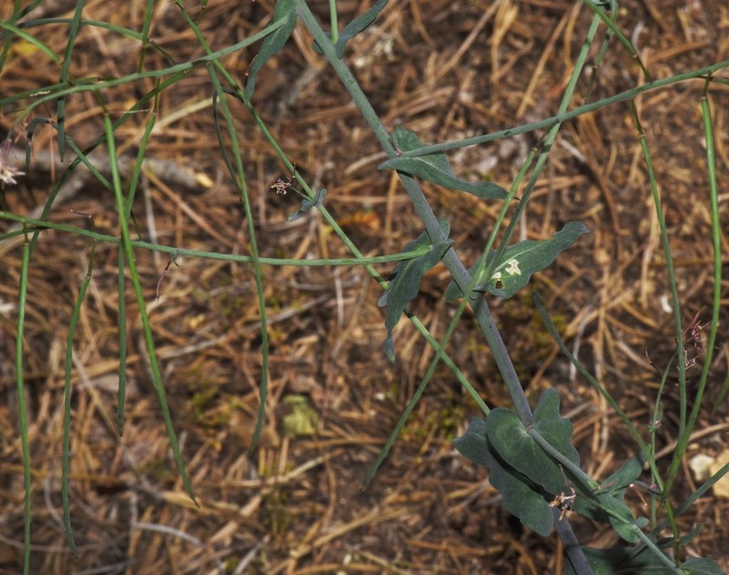 Arabis kennedyae photo 2