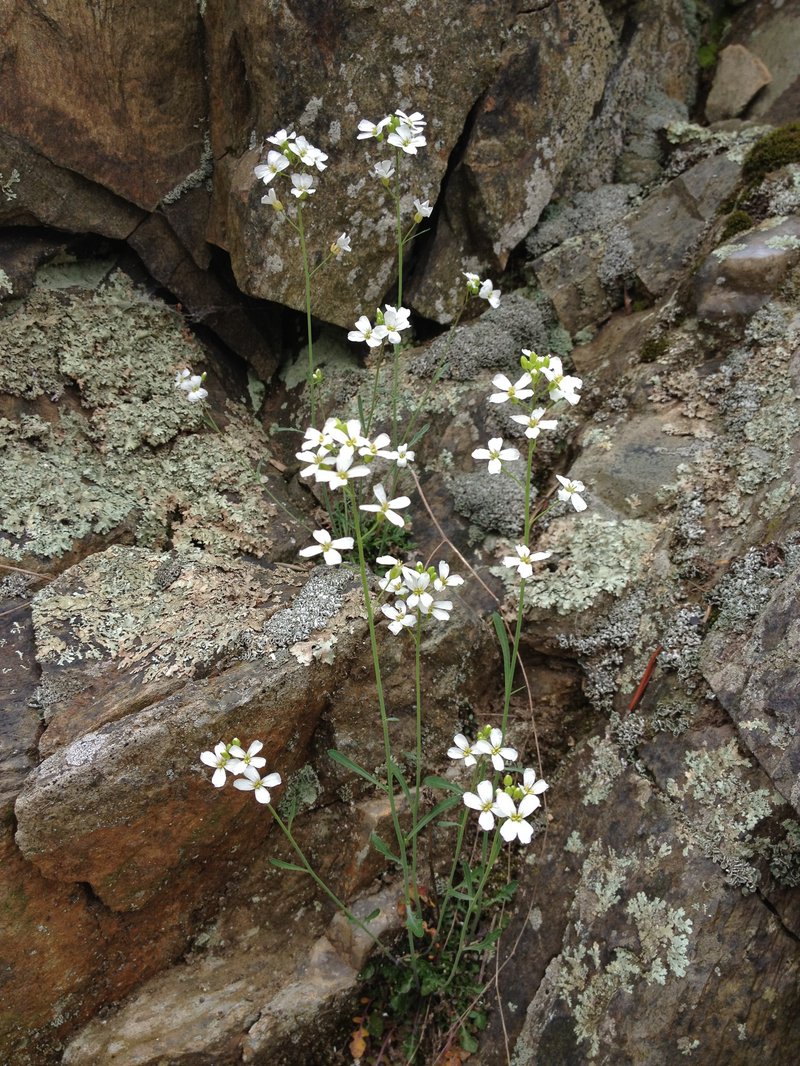 Lyrate Rockcress photo 2