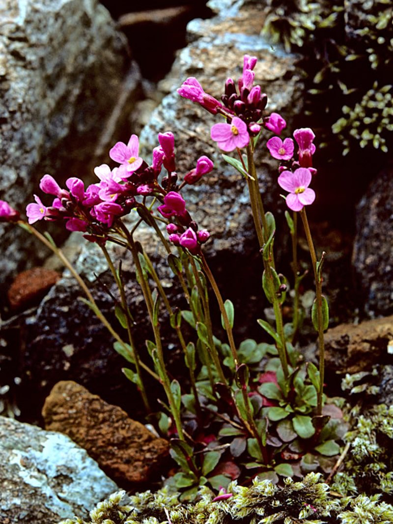 Macdonald Rockcress