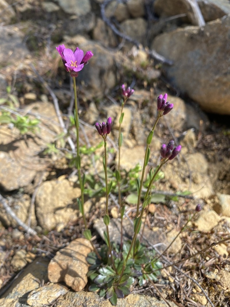 Macdonald Rockcress photo 2