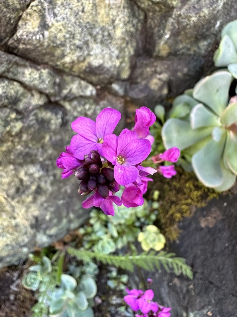 Macdonald Rockcress photo 3