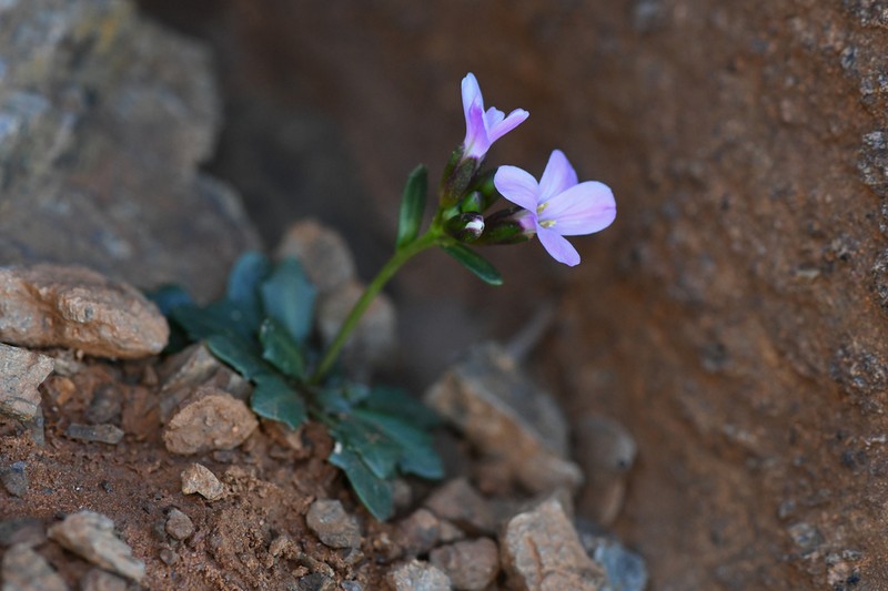 Macdonald Rockcress photo 5