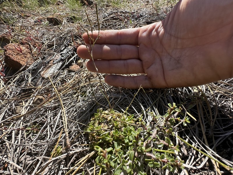 Macdonald Rockcress photo 6