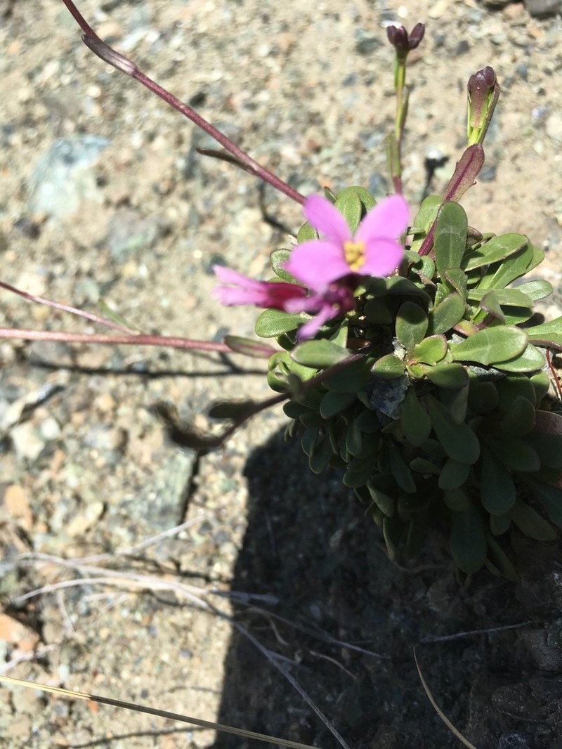 Arabis mcdonaldiana photo 4