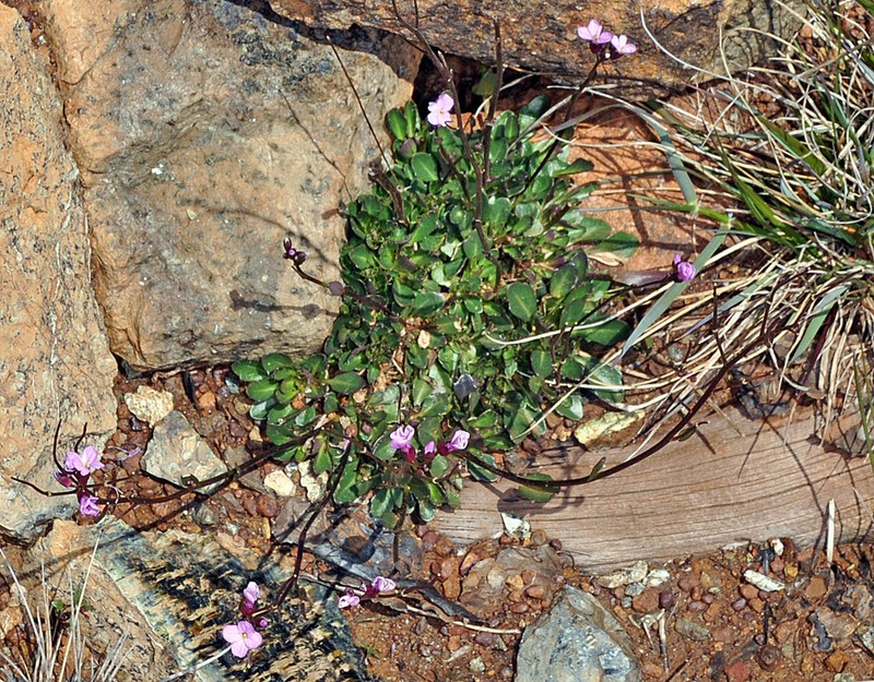Arabis mcdonaldiana photo 7