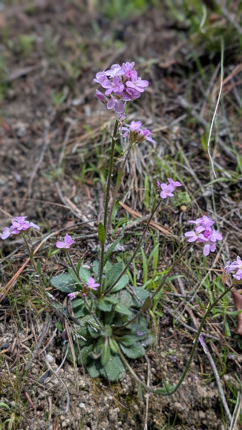 Rogue Canyon Rockcress