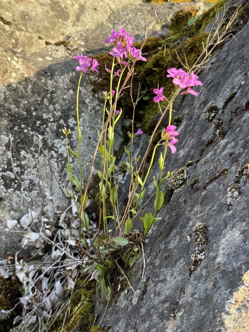 Rogue Canyon Rockcress photo 2