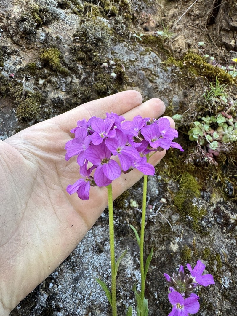 Rogue Canyon Rockcress photo 3