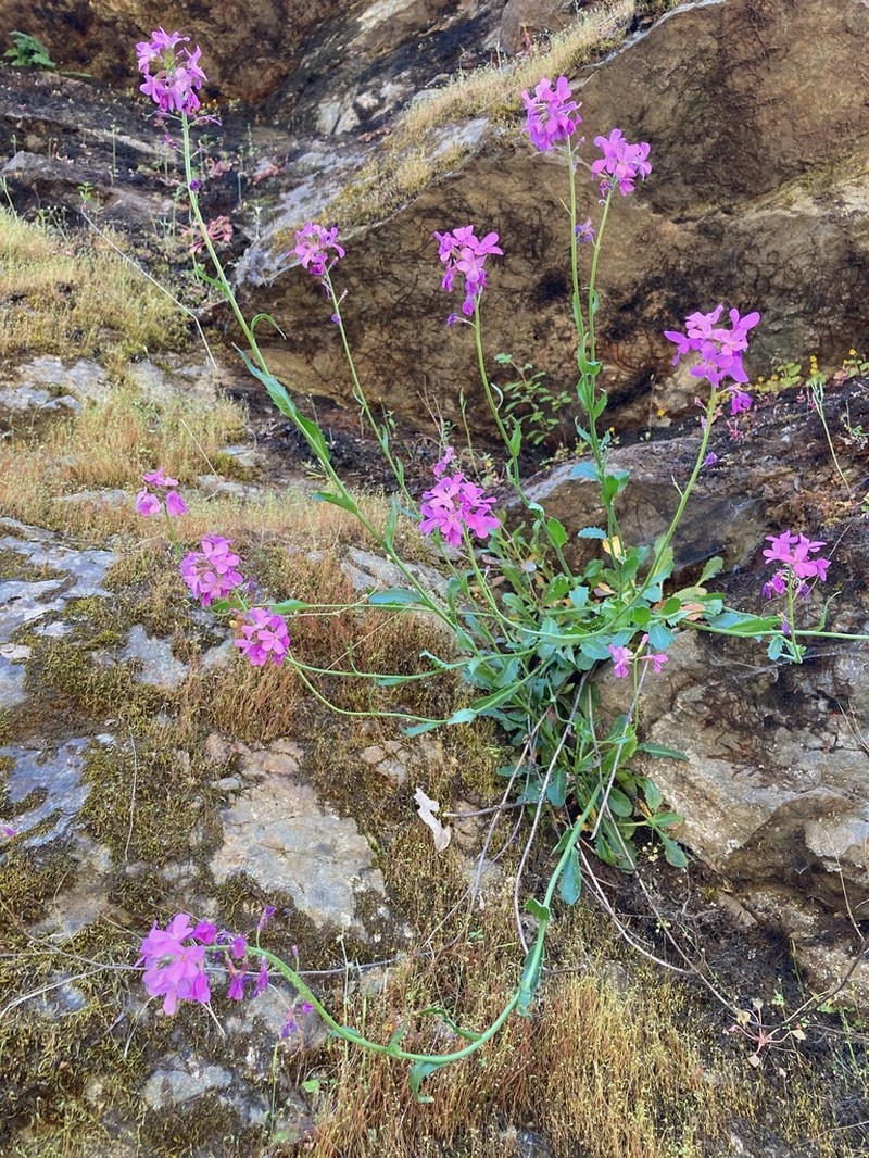 Rogue Canyon Rockcress photo 4