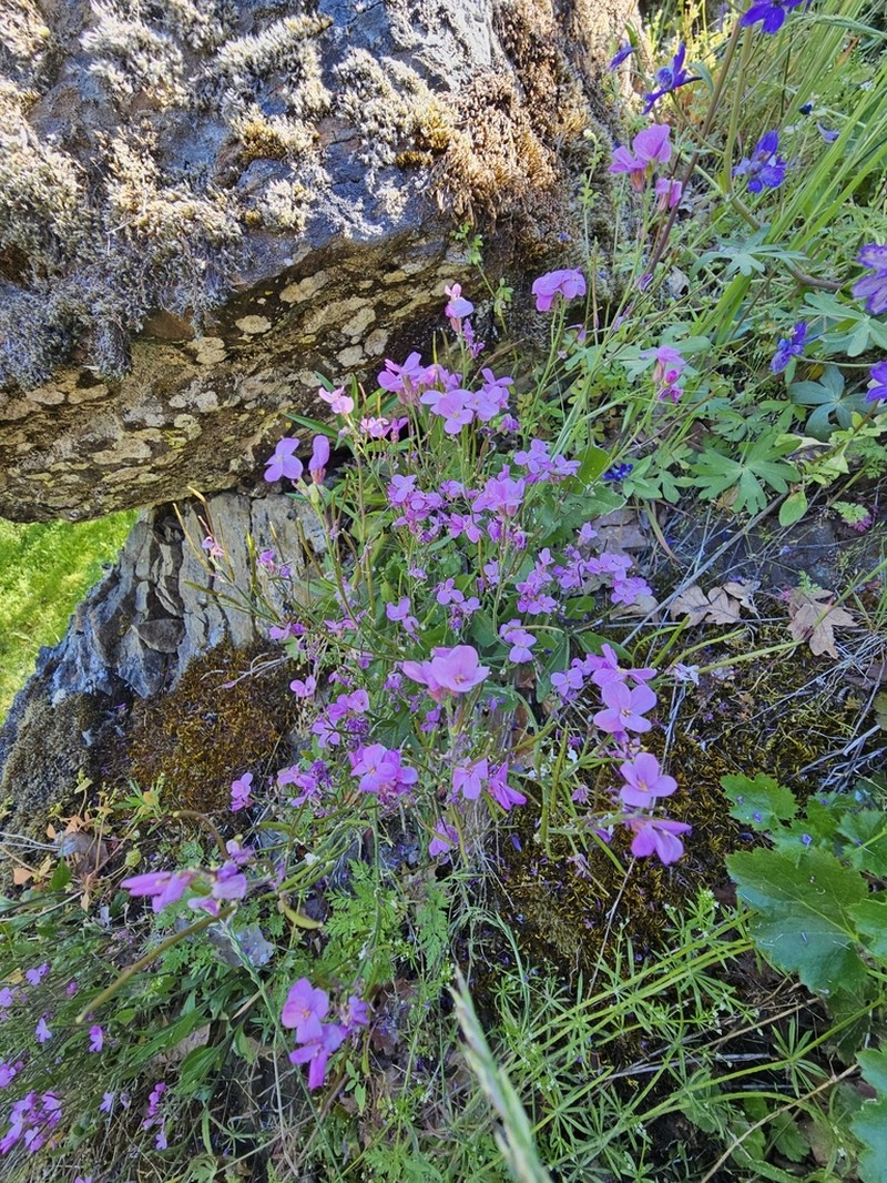 Rogue Canyon Rockcress photo 5
