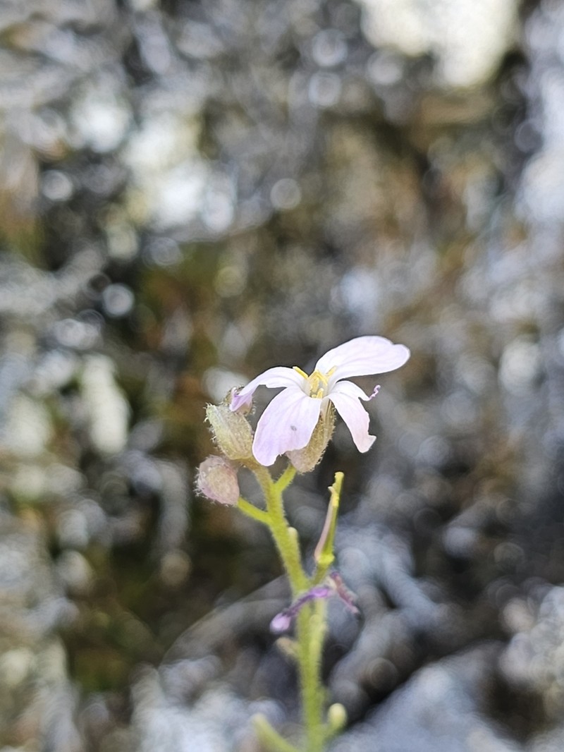 Rogue Canyon Rockcress photo 6
