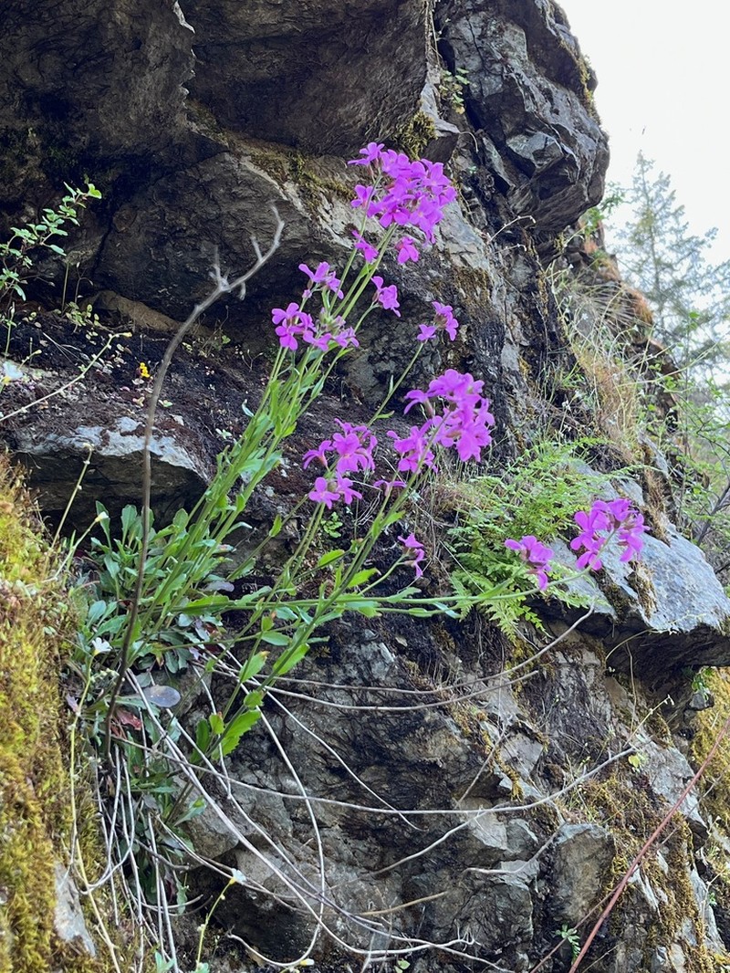 Rogue Canyon Rockcress photo 8