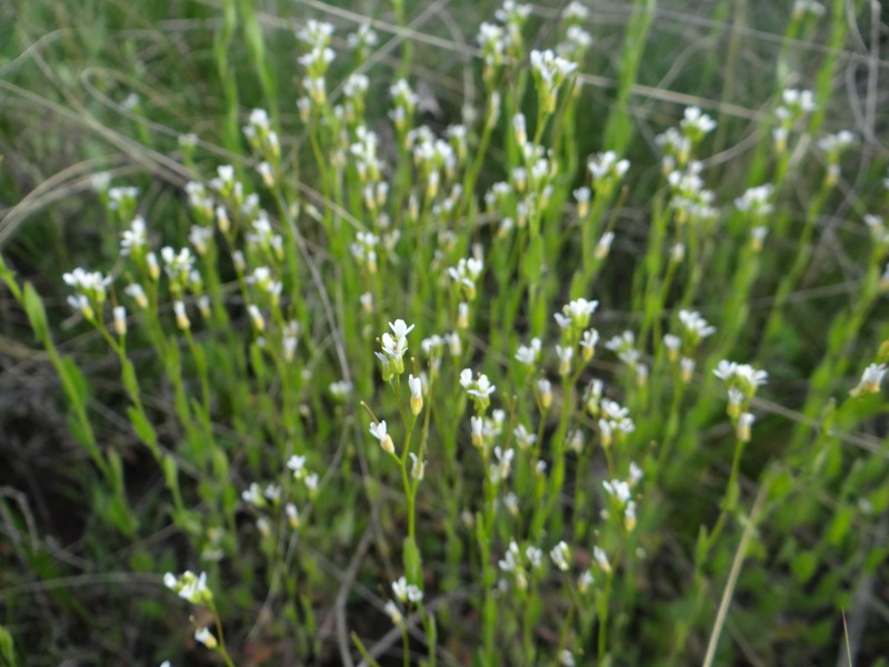Arabis montbretiana photo 4