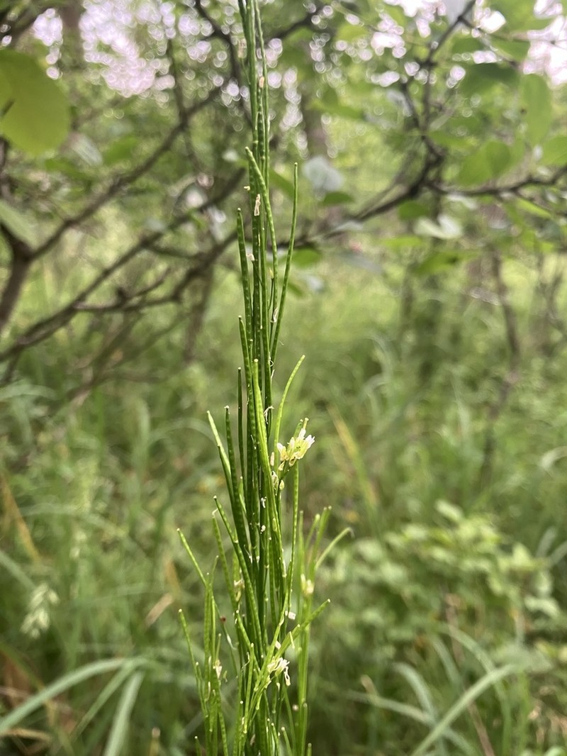 Arabis nemorensis