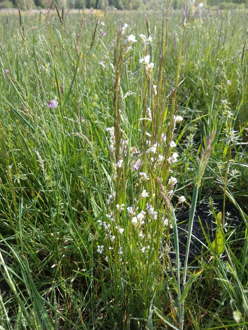 Arabis nemorensis photo 2