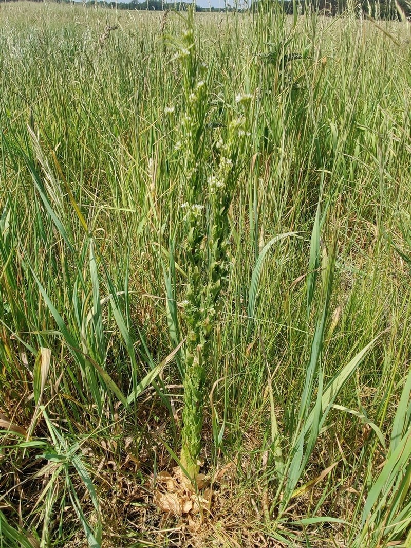 Arabis nemorensis photo 3