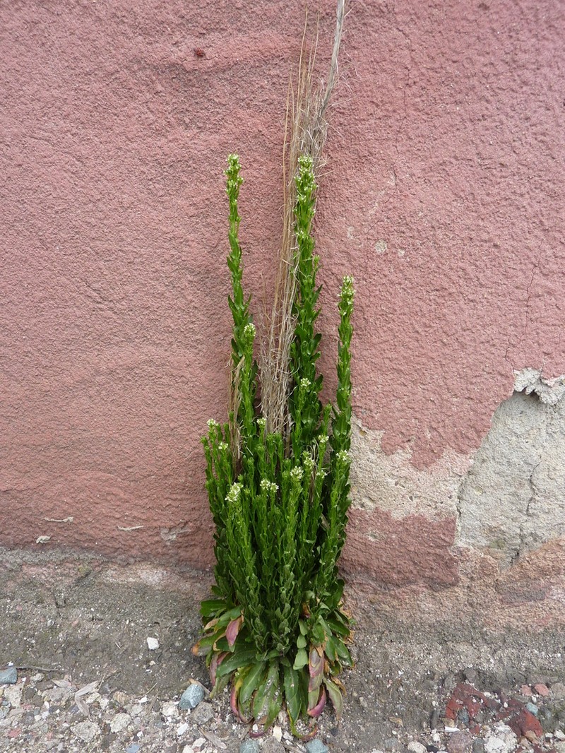 Arabis nemorensis photo 4