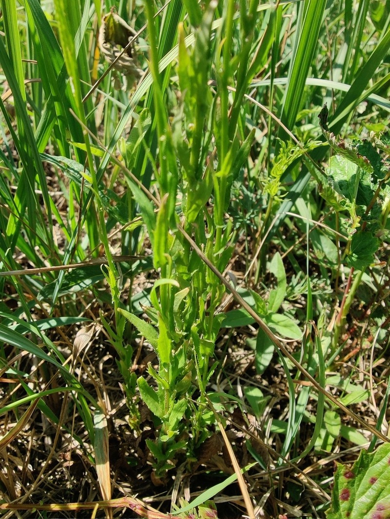 Arabis nemorensis photo 5