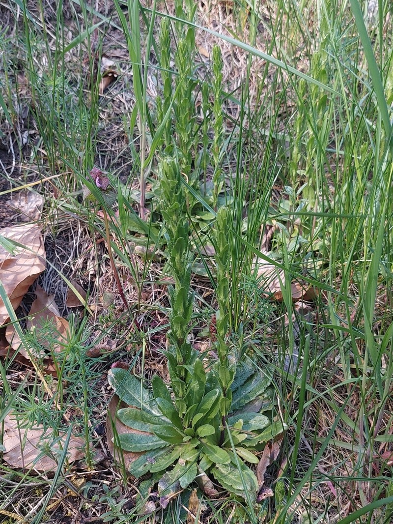 Arabis nemorensis photo 6