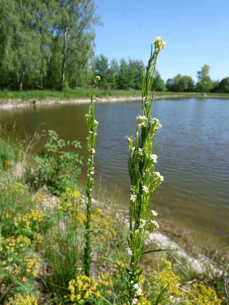 Arabis nemorensis photo 7