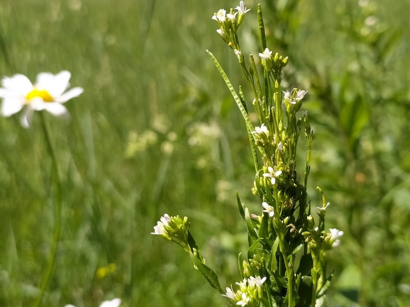 Arabis nemorensis photo 8