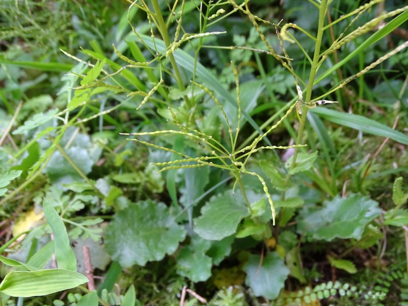 Arabis nordmanniana