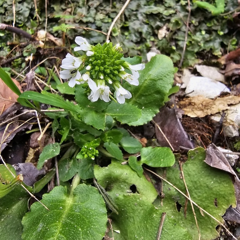Arabis nordmanniana photo 2