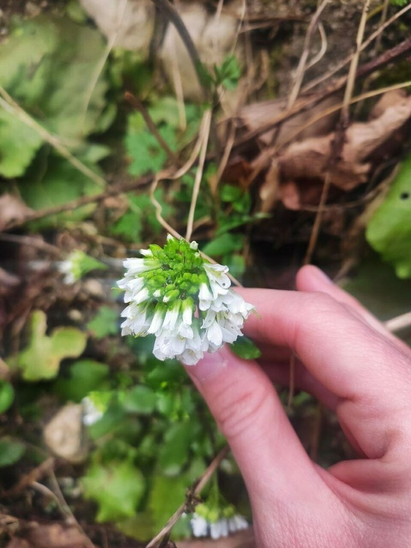 Arabis nordmanniana photo 3